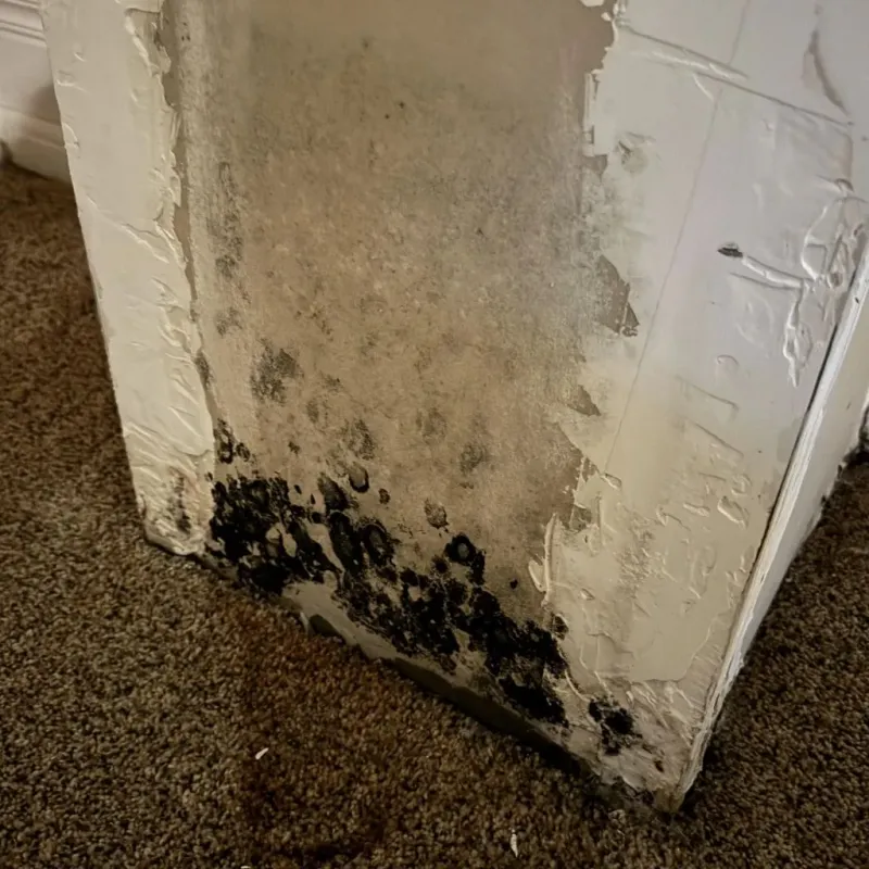 Professional Mold Removal in Lake Dunlap, TX